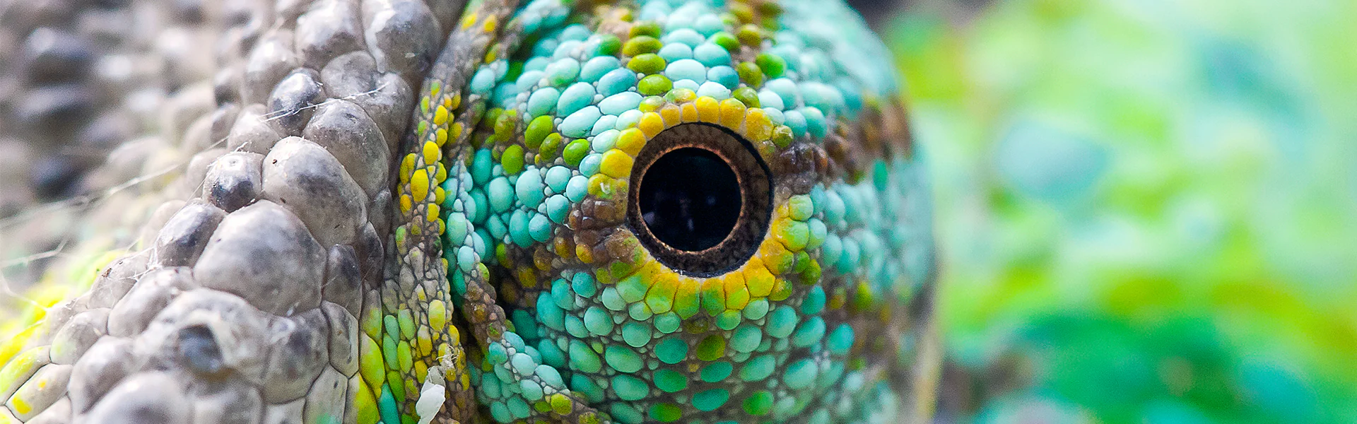 Exotic Reptiles Delivered to You