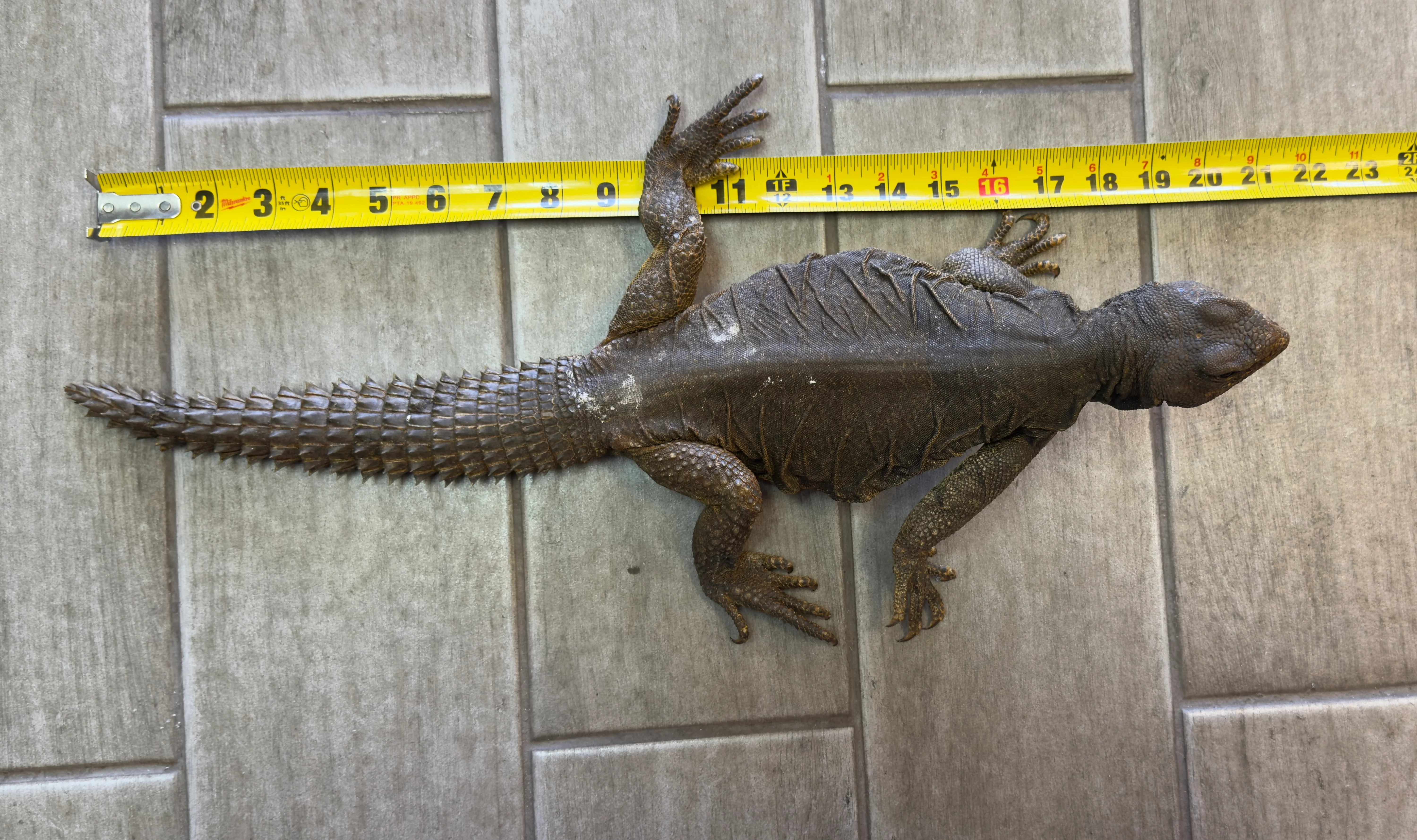 Uromastyx